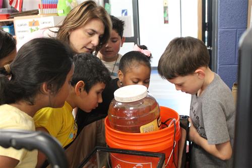 Group of students look at tadpoles in container