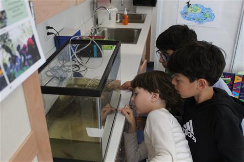 Boys look inside fish tank