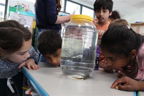 Students look at jar filled with tadpoles
